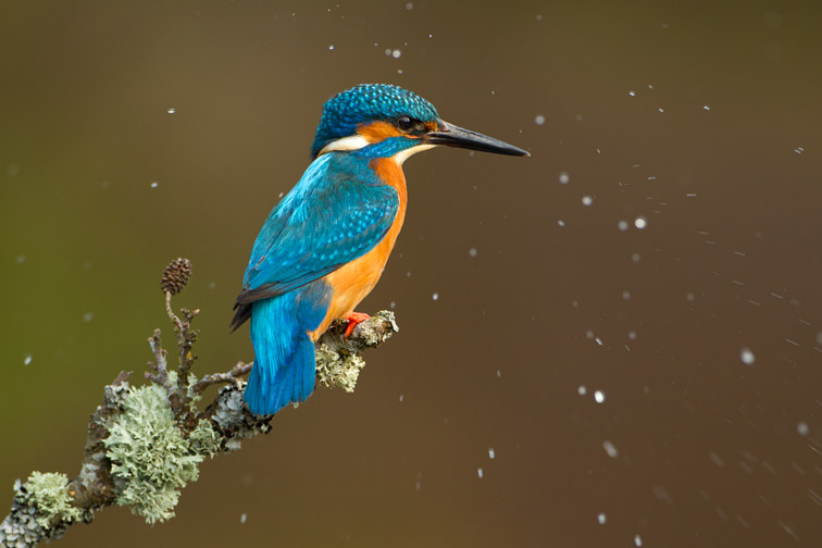 Kingfisher (Alcedo atthis) adult male perched on alder twig surrounded by water droplets after shaking itself dry, Worcestershire, UK